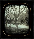 Three trees