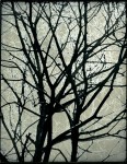 Bailun, Vassily-trees in winter