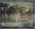 Dafna Gazit, Small Forest, Daguerreotype, 9x11cm, 2012