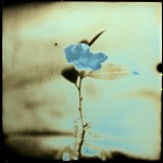 Day 53-camellia