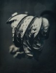 Dreyer,Robin-leaf