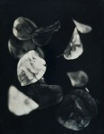 Dreyer,Robin-money-plant