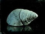 Gentry, Dominique-Fossile-1