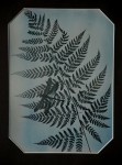 Hultman, Ake-Fern and dragonfly