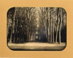 Popovitch, Gregory-Tree alley