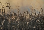 Schriener, Charlie-October Corn