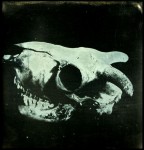 anthropomorphous-i