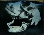 anthropomorphous-iv