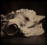 anthropomorphous-v