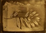 autumnleaf3