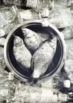fishs y botellas de plástico 18x24cm