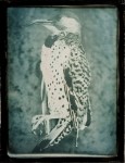 flicker1