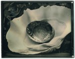 Giant Clam Abalone 2008