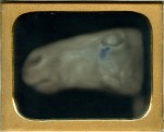 Horse's head