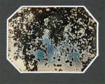 leaves10